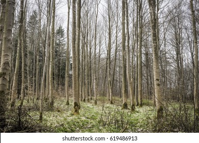 Barenaked trees in a forest in the spring with green grass on the forest floor with white wildflowers