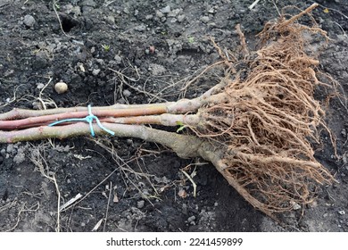 Bare-root fruit trees planting. A close-up of grafted apple trees with an open root system ready for planting.  - Shutterstock ID 2241459899