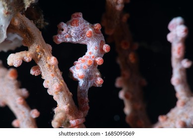 Bargibanti Pygmy Seahorse (Hippocampus Bargibanti)