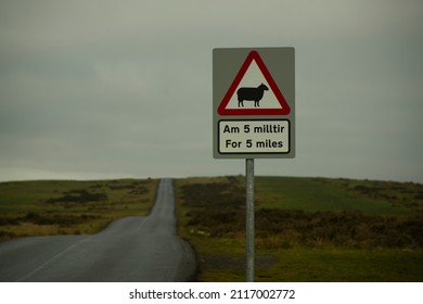 Bargoed, Wales, UK - 01.22.2022: A Road Sign Urges Drivers To Be Cautious, As Sheep Can Be On This Road For 5 Miles.