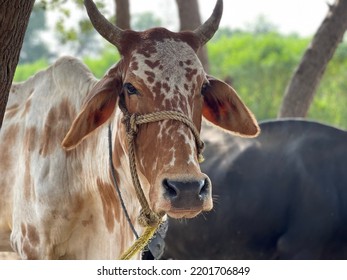 Bargur Is A Breed Of Cattle.Close Up Of Cow. Cows In Farm. Pakistani Cows. Herd Of Cows At. Australian Cow. Kandhari Cow In Farm. Milk Giving Animal.Dairy Animal.nagori Cattle.bargur Cattle.zebu.