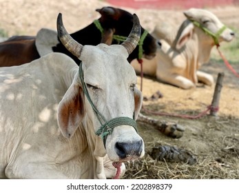 Bargur Is A Breed Of Cattle.Close Up Of Cow. Cows In Farm. Pakistani Cows. Herd Of Cows At. Australian Cow. Kandhari Cow In Farm. Milk Giving Animal.Dairy Animal.nagori Cattle.bargur Cattle.zebu.