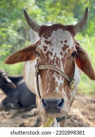 Bargur Is A Breed Of Cattle.Close Up Of Cow. Cows In Farm. Pakistani Cows. Herd Of Cows At. Australian Cow. Kandhari Cow In Farm. Milk Giving Animal.Dairy Animal.nagori Cattle.bargur Cattle.zebu.