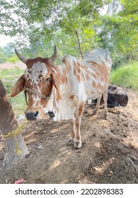 Bargur Is A Breed Of Cattle.Close Up Of Cow. Cows In Farm. Pakistani Cows. Herd Of Cows At. Australian Cow. Kandhari Cow In Farm. Milk Giving Animal.Dairy Animal.nagori Cattle.bargur Cattle.zebu.