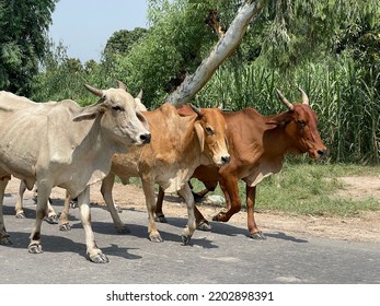 Bargur Is A Breed Of Cattle.Close Up Of Cow. Cows In Farm. Pakistani Cows. Herd Of Cows At. Australian Cow. Kandhari Cow In Farm. Milk Giving Animal.Dairy Animal.nagori Cattle.bargur Cattle.zebu.