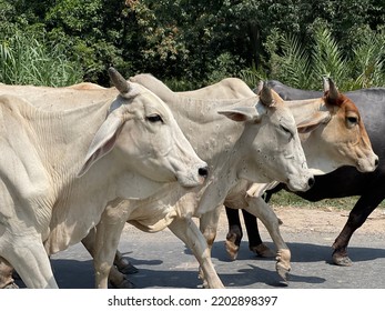 Bargur Is A Breed Of Cattle.Close Up Of Cow. Cows In Farm. Pakistani Cows. Herd Of Cows At. Australian Cow. Kandhari Cow In Farm. Milk Giving Animal.Dairy Animal.nagori Cattle.bargur Cattle.zebu.