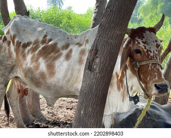 Bargur Is A Breed Of Cattle.Close Up Of Cow. Cows In Farm. Pakistani Cows. Herd Of Cows At. Australian Cow. Kandhari Cow In Farm. Milk Giving Animal.Dairy Animal.nagori Cattle.bargur Cattle.zebu.