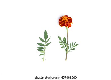 Marigold Leaves Images Stock Photos Vectors Shutterstock