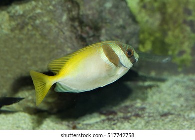 Barhead Spinefoot (Siganus Virgatus).