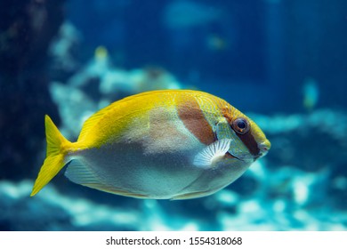 Barhead Spinefoot Of Swimming In Water