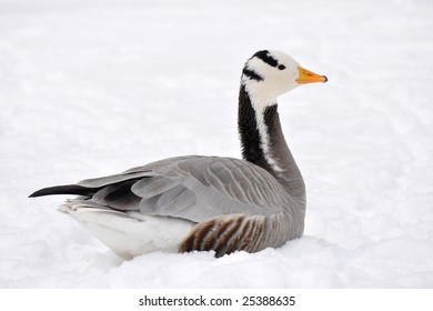 bar-headed goose
