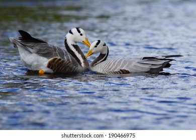 Bar-headed Goose, Anser indicus