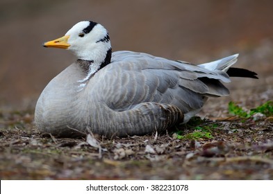 Bar-headed Goose (Anser Indicus)