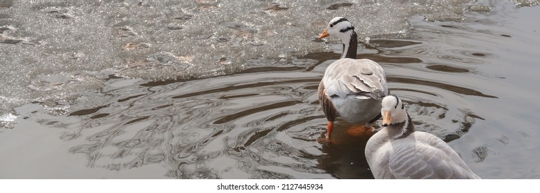 Bar-headed Goose, Anser indicus, The bird is pale grey. It has black bars on its head. Goose on the pond, Russia