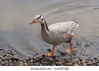 Bar-headed Goose, Anser indicus, The bird is pale grey. It has black bars on its head. Goose on the pond, Russia