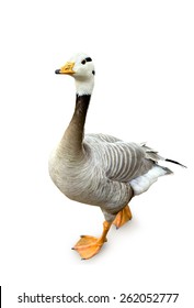 Bar-headed goose (Anser indicus) on white background