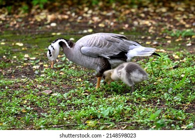Bar-headed goose (Anser indicus), photo in the enclosure.