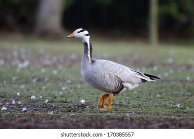 Bar-headed goose, Anser indicus, single bird on grass, feral, London, May 2013