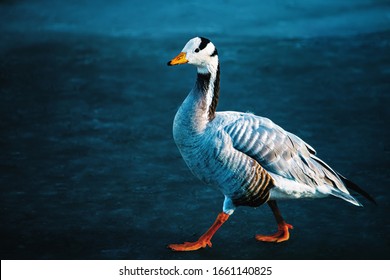 The bar-headed goose (Anser indicus) is a goose that breeds in Central Asia in colonies of thousands near mountain lakes and winters in South Asia, as far south as peninsular India.