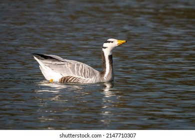 The bar-headed goose, Anser indicus is a goose that breeds in Central Asia in colonies of thousands near mountain lakes and winters in South Asia, as far south as peninsular India.