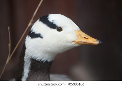 Bar-headed goose (Anser indicus). Wild life animal. 