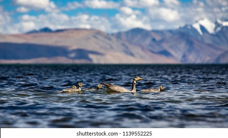 Bar-headed goose with chicks at Tso Moriri. Bar-headed goose family - chicks following parent. The bar-headed goose is a goose that breeds in Central Asia in colonies of thousands near mountain lakes.