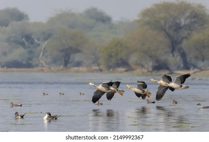 Bar-headed goose duck (Anser indicus) flight over river body in group.