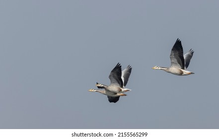 Bar-headed goose duck (Anser indicus) flying in the sky during winter migration.