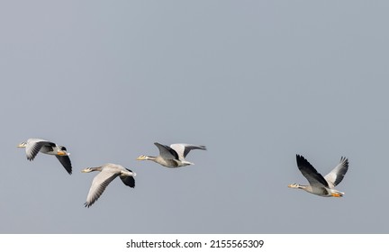 Bar-headed goose duck (Anser indicus) flying in the sky during winter migration.