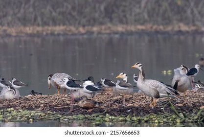 Bar-headed goose duck (Anser indicus) floating on river.