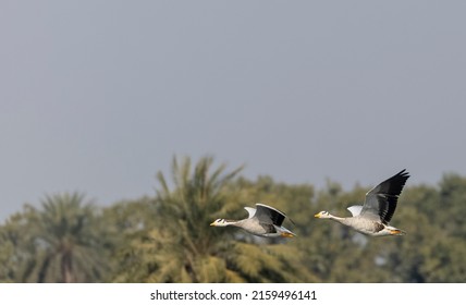 Bar-headed goose duck (Anser indicus) floating on river.