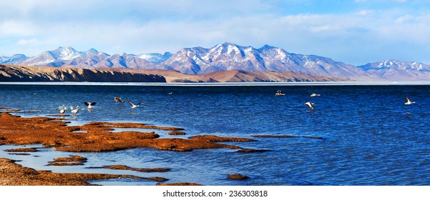Bar-headed goose flying off at Manasarovar lake in Western Tibet. The bar-headed goose is a goose that breeds in Central Asia in colonies of thousands near mountain lakes and winters in South Asia.