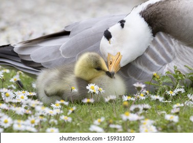 Bar-headed goose nuzzling young Chick with shallow depth of field among daisy flowers.