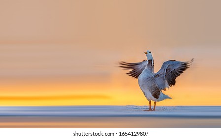 Bar-headed goose relaxing in the wetlands