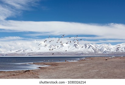 Bar-headed goose and ruddy shelduck living in winter on Manasarovar lake in Western Tibet, China