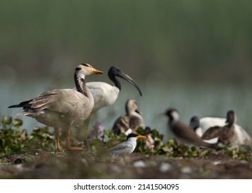 Bar-headed goose  with several other species of birds at Bhigwan bird sanctuary, India