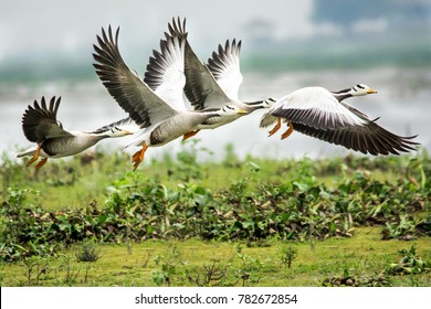Bar-headed goose taking off.
The bar-headed goose (Anser indicus) is a goose that breeds in Central Asia in colonies of thousands near mountain lakes and winters in South Asia.