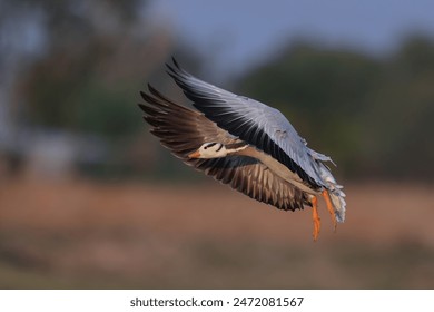 Bar-headed Goose is a goose that breeds in Central Asia in colonies of thousands in winters in South Asia. when migrating across the Himalayas. - Powered by Shutterstock