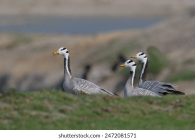 Bar-headed Goose is a goose that breeds in Central Asia in colonies of thousands in winters in South Asia. when migrating across the Himalayas. - Powered by Shutterstock