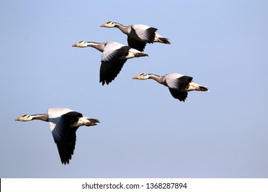 Bar-headed goose:The bar-headed goose (Anser indicus) is a goose that breeds in Central Asia in colonies of thousands near mountain lakes and winters in South Asia, as far south as peninsular India. I