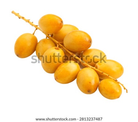 Barhi Date Fruit Cluster Pose With Golden Yello Isolated On White Background