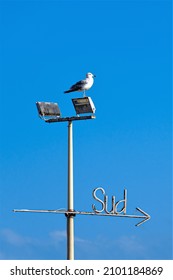 Bari, Italia - January 2 2022: Word, Sign Or Signal SUD With Arrow Written On Blue Sky Background With Seagull Looking At The Same Direction, Vertical