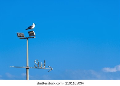 Bari, Italia - January 2 2022: Word, Sign Or Signal SUD With Arrow Written On Blue Sky Background With Seagull Looking At The Same Direction