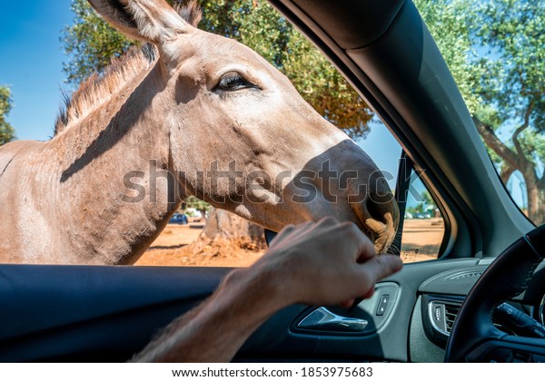 Bari,\
Italy. Driving in the car and feeding animsl like blackbuck,\
antilopes, giraffee, donkeys, zebras and\
camels.