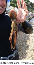 Bari/Puglia - Italy 09/10/2016 Fishing Octopus