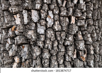 Bark Of American Persimmon Tree Or Diospyros Virginiana. Old Tree Bark Texture