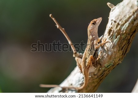 a Bark Anole lizard basking in the sun