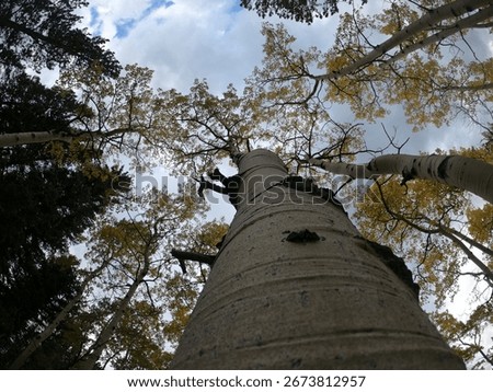 The bark of an Aspen Tree
