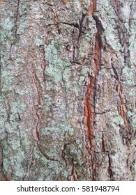 Bark for background and texture