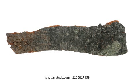 Bark Of Beech Tree With Lichen Isolated On White, Clipping Path